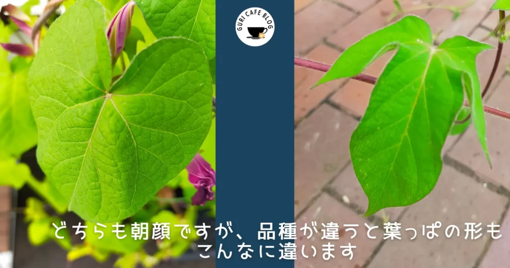 二種類の朝顔の葉